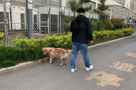 对合肥市的一项新规定宠物狗出门不栓绳一律捕捉的看法