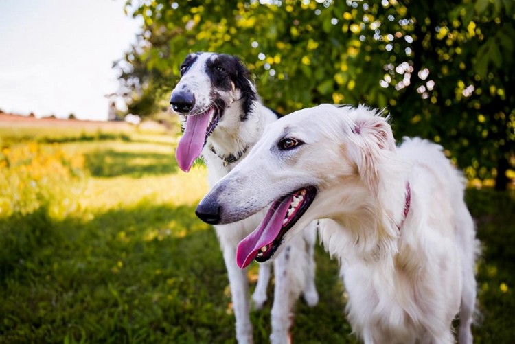 犬界最臭的几大狗狗第一名在中国