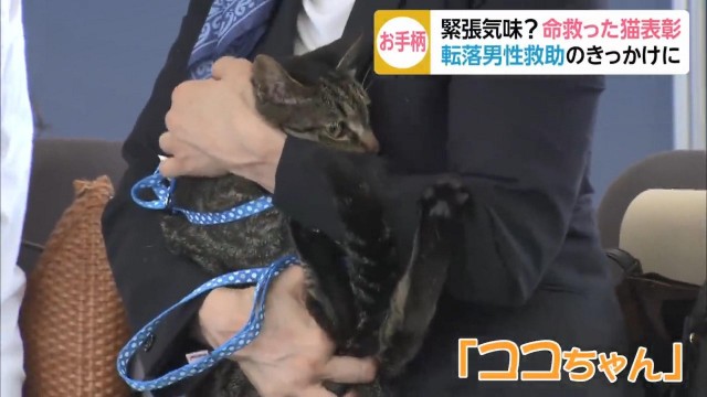 老人摔进沟里猫咪跟路人合力救起！警察蜀黍奖励它一包猫粮