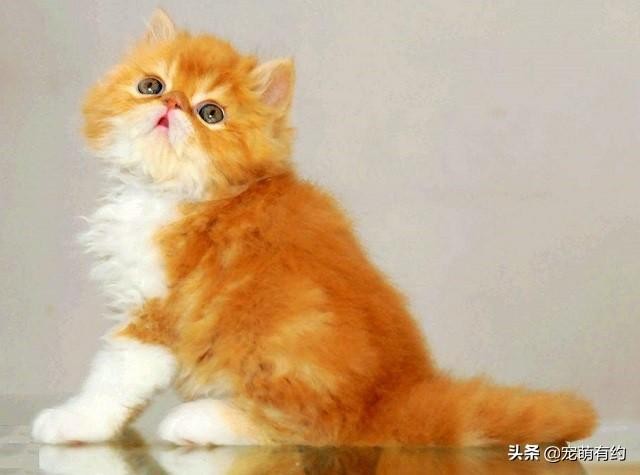 有着猫中王子王妃之称的波斯猫是全球最受欢迎的猫咪