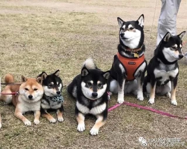 豆柴和标体柴的区别 豆柴价格